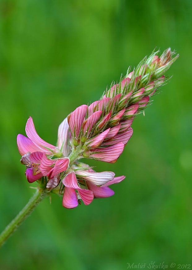 vičenec vikolistý Onobrychis viciifolia Scop.