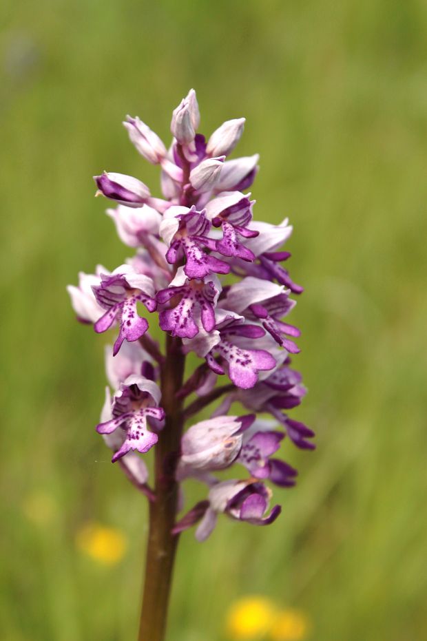 vstavač vojenský Orchis militaris L.