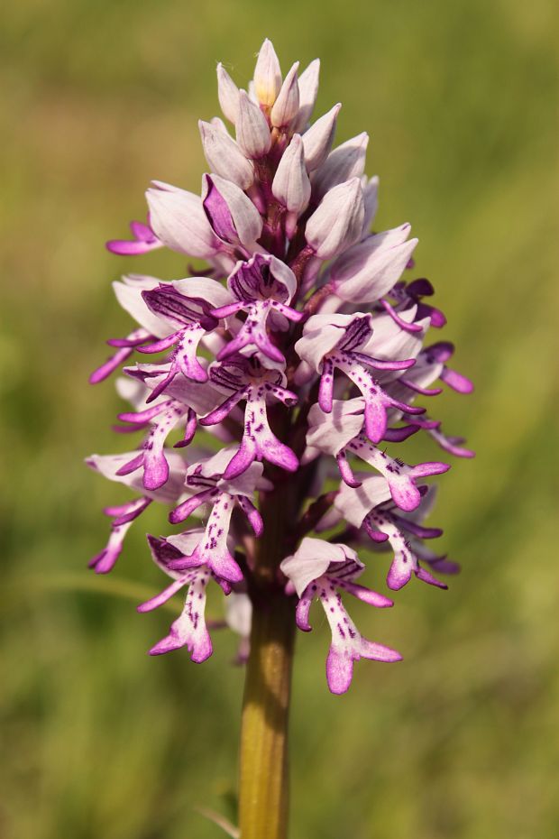 vstavač vojenský Orchis militaris L.