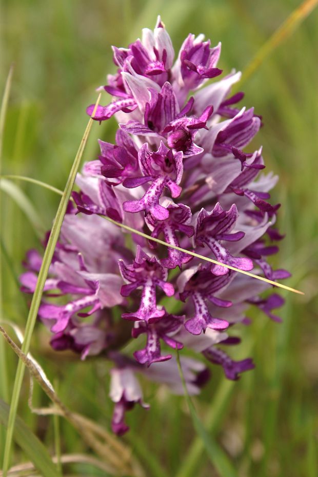 vstavač vojenský Orchis militaris L.