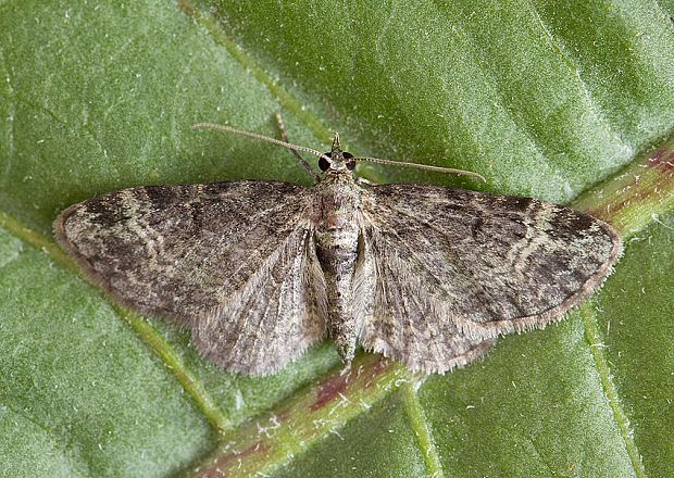 kvetnatka sadová Pasiphila rectangulata