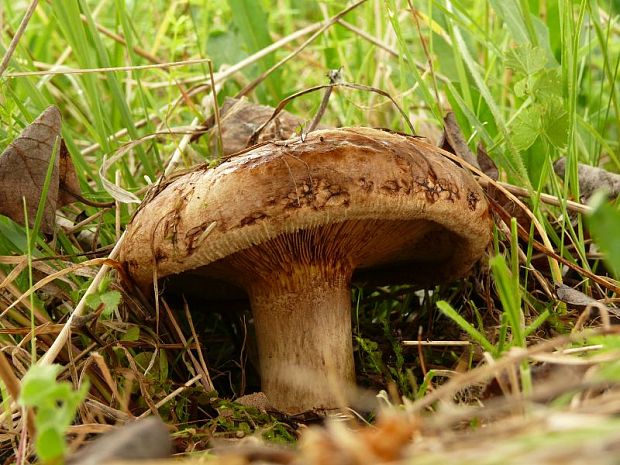 čechračka podvinutá Paxillus involutus (Batsch) Fr.