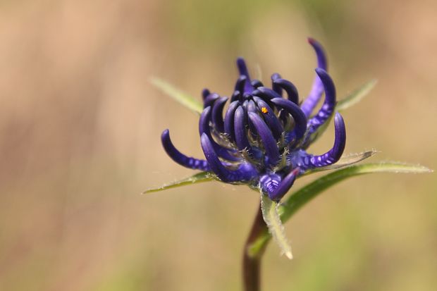 zerva hlavičkatá Phyteuma orbiculare L.