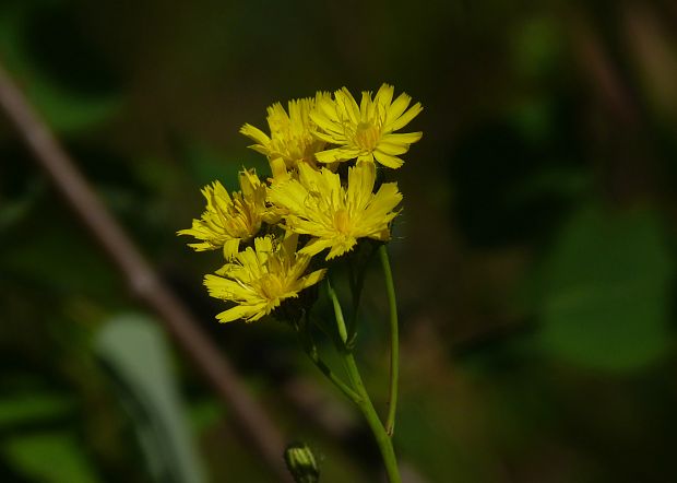 chlpánik Pilosella sp.