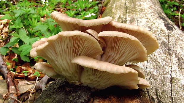 hliva buková Pleurotus pulmonarius (Fr.) Quél.