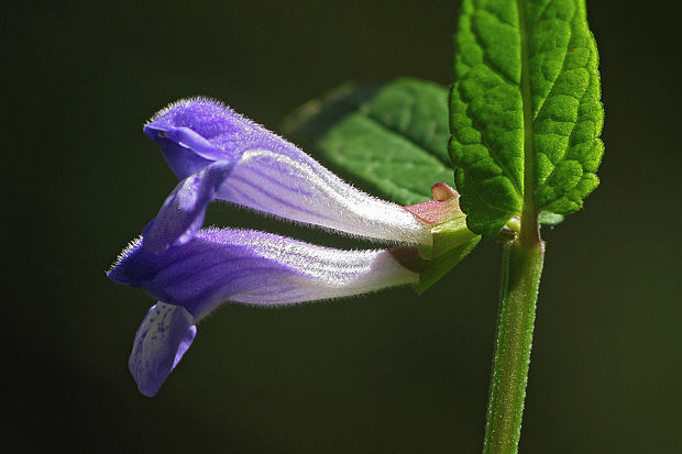 šišak vrúbkovaný Scutellaria galericulata L.