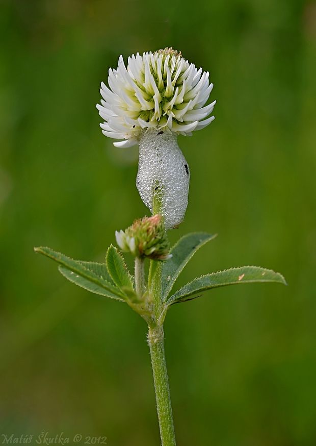 ďatelina horská Trifolium montanum L.