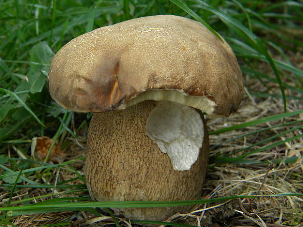 hríb dubový Boletus reticulatus Schaeff.