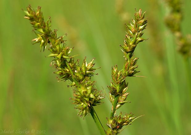 ostrica otrubova Carex otrubae Podp.