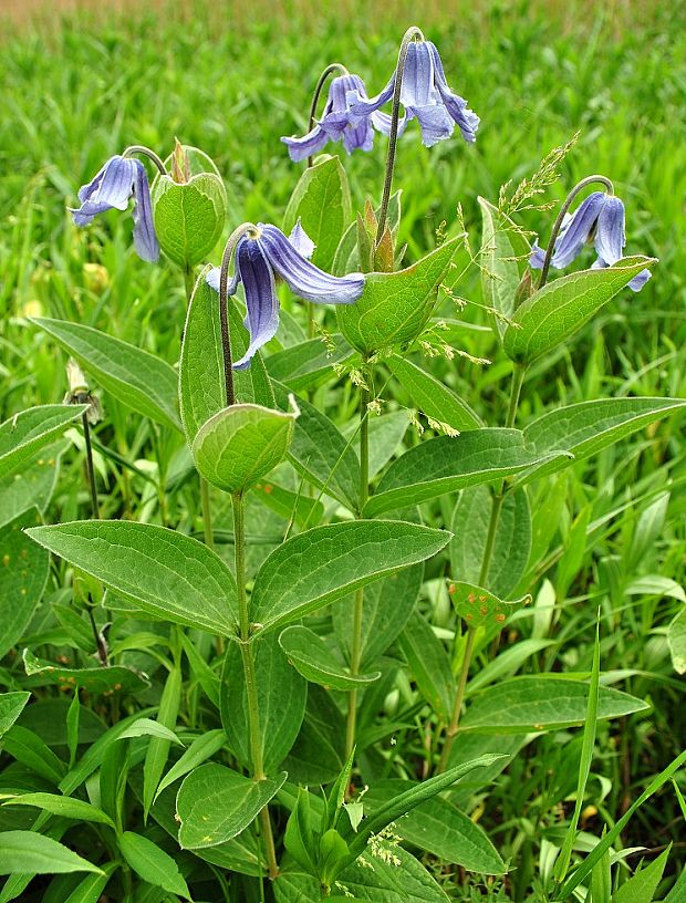 plamienok celistvolistý Clematis integrifolia L.