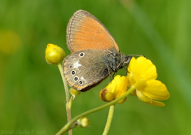 očkáň traslicový Coenonympha glycerion