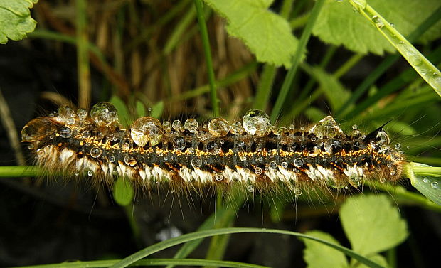 priadkovec trávovy Euthrix potatória