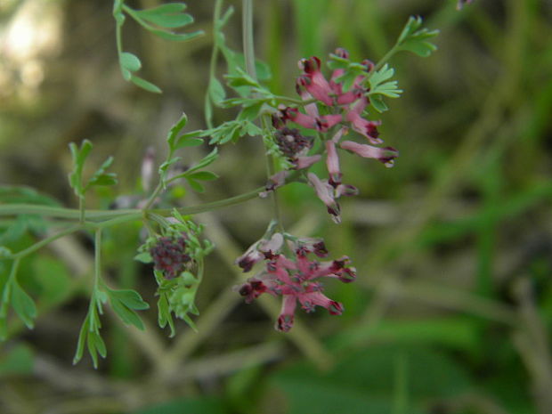 zemedym lekársky Fumaria officinalis L.