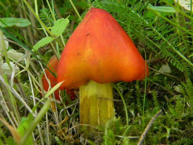 lúčnica kužeľovitá Hygrocybe conica (Schaeff.) P. Kumm.