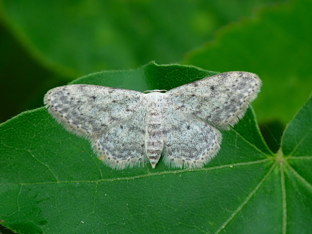 piadica čremchová Idaea seriata