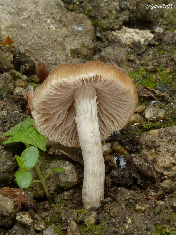 vláknica Inocybe sp.