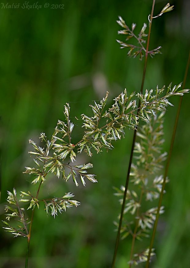 ometlina štíhla Koeleria macrantha (Ledeb.) Schult.