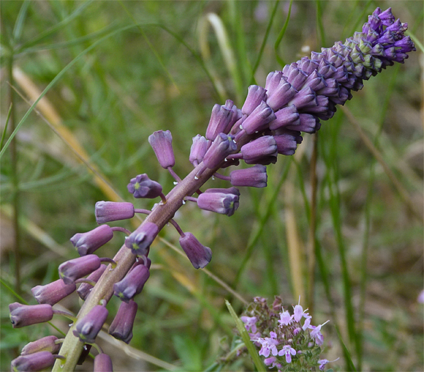 leopoldia chochlatá Leopoldia comosa (L.) Parl.