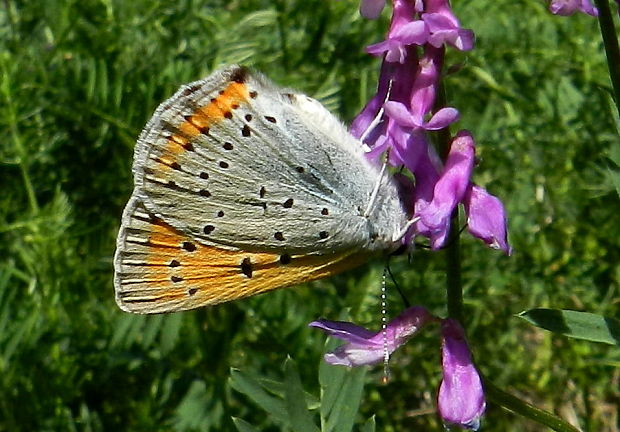 ohniváčik veľký  Lycaena dispar