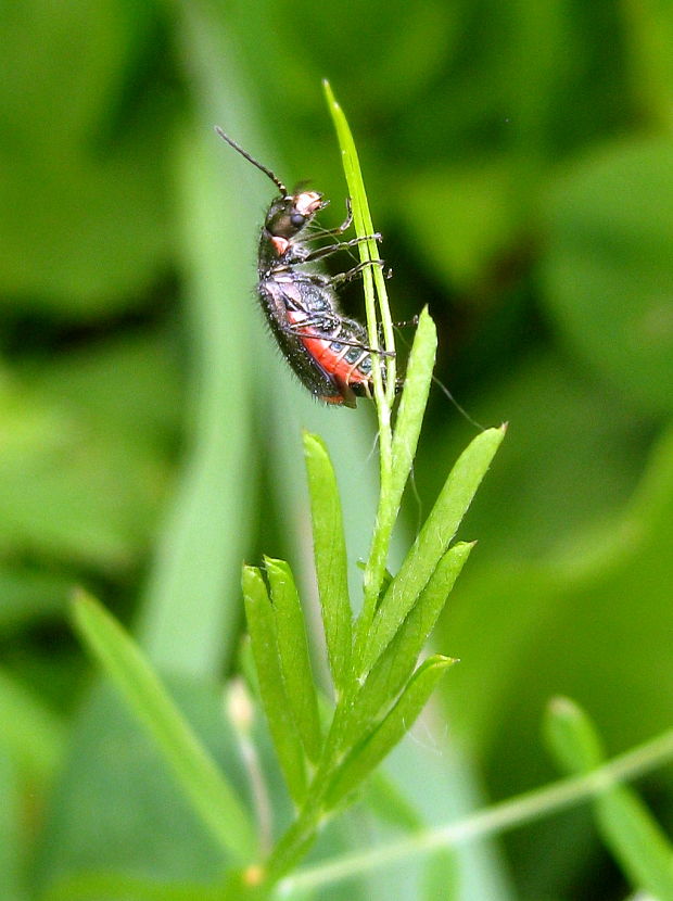 bradavičník Malachius bipustulatus