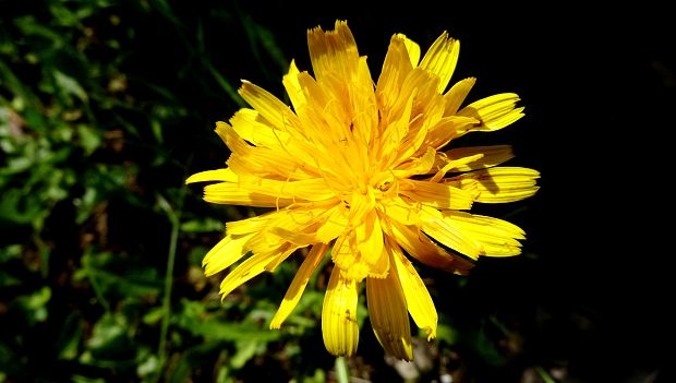 chlpánik obyčajný Pilosella officinarum F. W. Schultz et Sch. Bip.