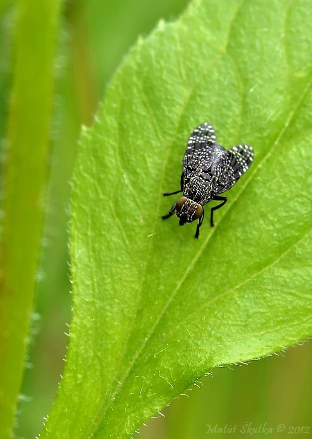 temnuška čiernonohá (Sk), temnatka běžná Platystoma seminatione seminatione  (Fabricius, 1775)