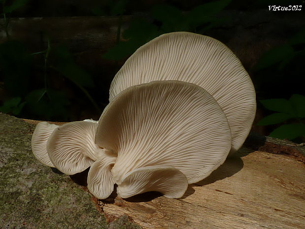 hliva buková Pleurotus pulmonarius (Fr.) Quél.