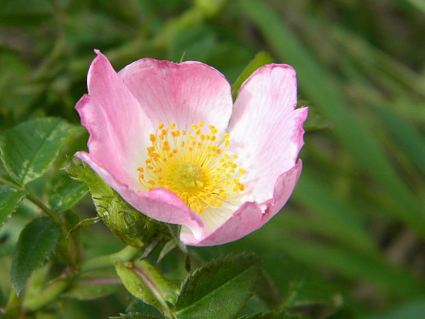 ruža šípová Rosa canina L.