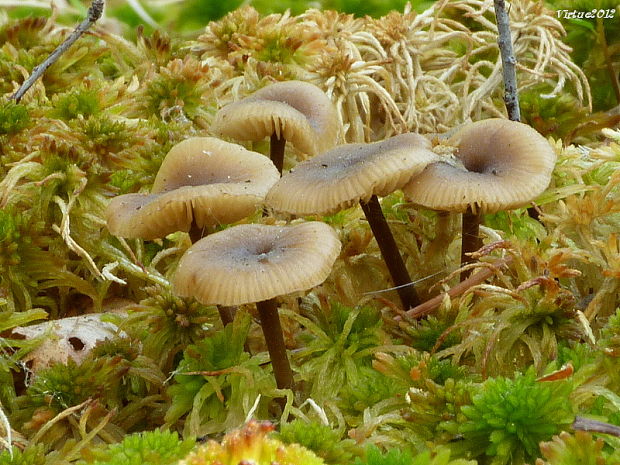 sivolupeňovka Tephrocybe palustris (Peck) Donk