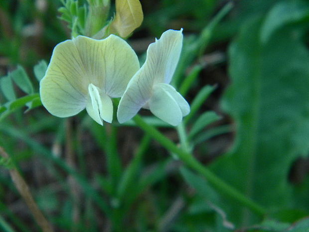 vika veľkokvetá Vicia grandiflora Scop.