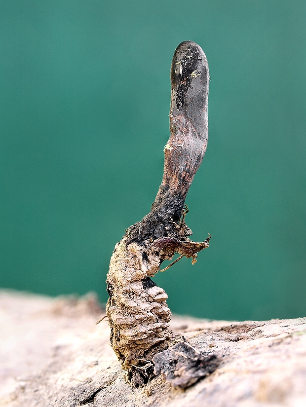 drevnatec štíhly Xylaria longipes Nitschke