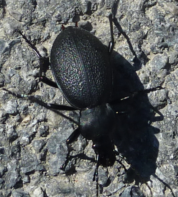 bystruška kožovitá carabus coriaceus