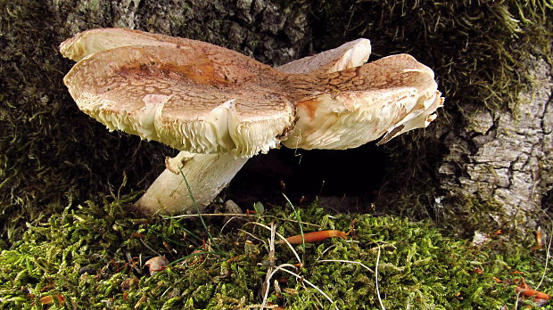 muchotrávka červenkastá Amanita rubescens Pers.