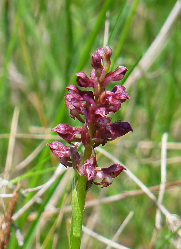 červenohlav ploštičný Anacamptis coriophora (L.) R. M. Bateman, A. M. Pringeon & M. W. Chase