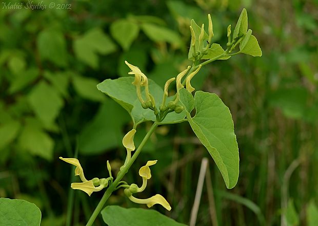 vlkovec obyčajný Aristolochia clematitis L.