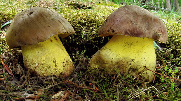 hríb príveskatý Butyriboletus appendiculatus (Schaeff. ex Fr.) Secr.