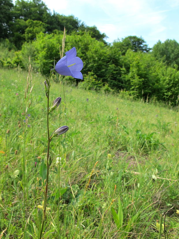 zvonček broskyňolistý Campanula persicifolia L.