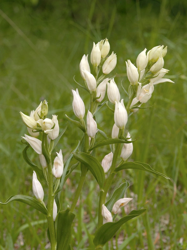 prilbovka biela Cephalanthera damasonium (Mill.) Druce