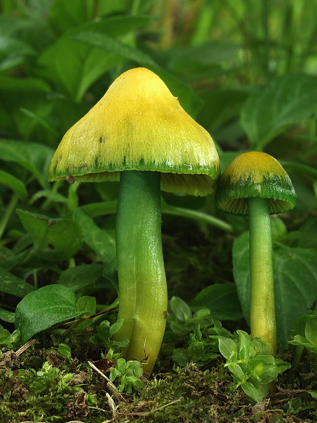 lúčnica žltozelená Gliophorus psittacinus (Schaeff.) Herink