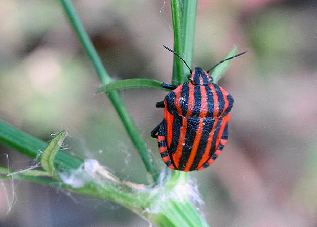 bzdocha pásavá  Graphosoma italicum