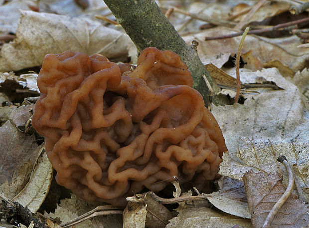 ušiak obyčajný Gyromitra esculenta (Pers.) Fr.