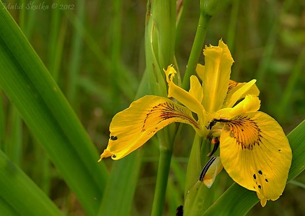 kosatec žltý Iris pseudacorus L.