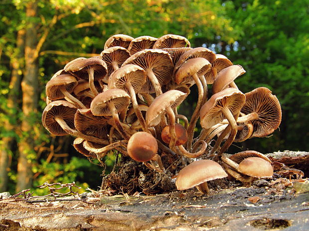 šupinačka menlivá Kuehneromyces mutabilis (Schaeff.) Singer & A.H. Sm.