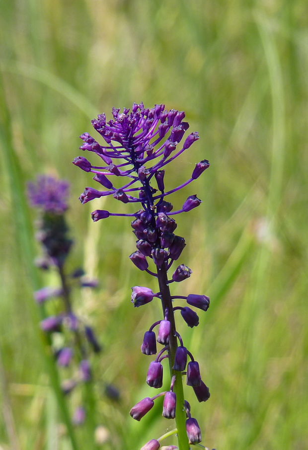 leopoldia chochlatá Leopoldia comosa (L.) Parl.