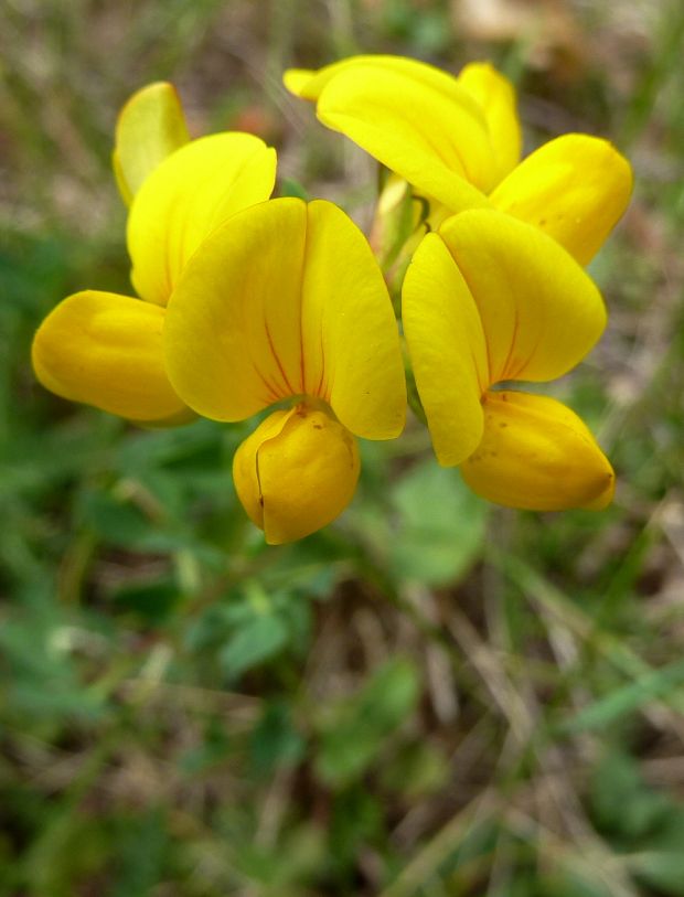 ľadenec rožkatý Lotus corniculatus L.