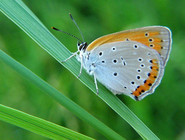 ohniváčik veľký Lycaena dispar