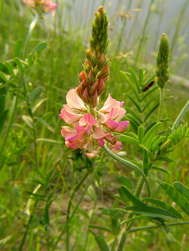 vičenec vikolistý Onobrychis viciifolia Scop.