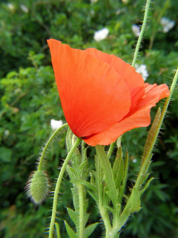 vlčí mak Papaver rhoeas L.