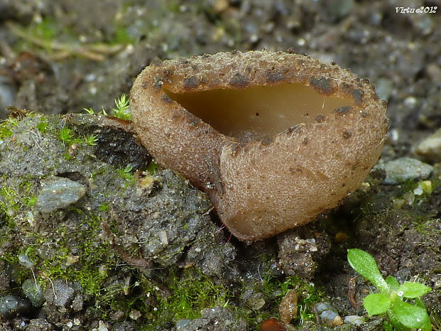 čiaška Peziza sp.