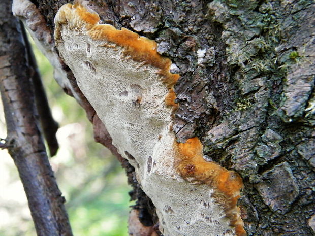 ohňovec Phellinus sp.